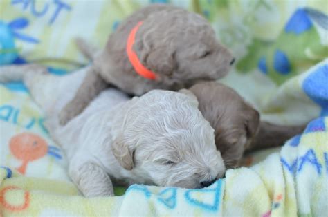 Tessa had her 10 gorgeous puppies! Faithful Doodles: 2 Week Old F1B English Goldendoodle ...