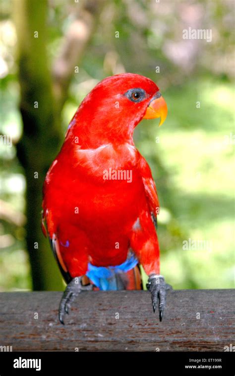 Macaw Bird New World Parrot Jurong Bird Park Aviary Jurong