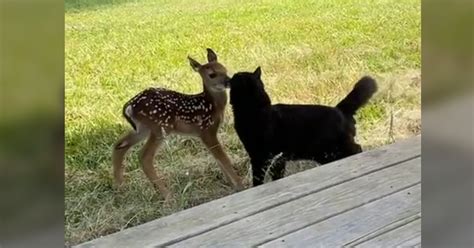 Unlikely Friends Cat Lavishes Love On Baby Deer In Cutest Tiktok Video