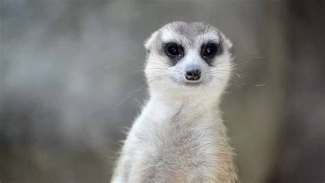 We did not find results for: Meerkat (Surikate) Standing Upright Stock Footage Video ...
