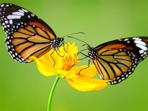 Insect Monarch Butterflys On Yellow Flower 4k Ultra Hd Desktop