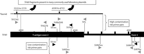 Evidence against a role for SV40 infection in human mesotheliomas and