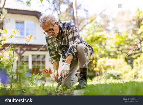 Senior Man Gardening Over 71458 Royalty Free Licensable Stock Photos