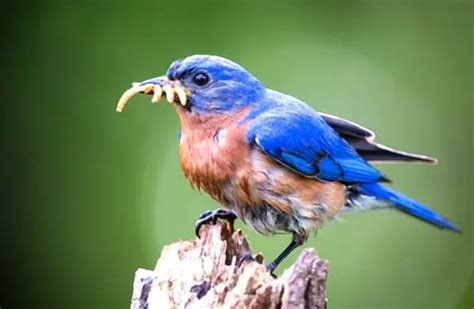 Bluebird Description Habitat Image Diet And Interesting Facts