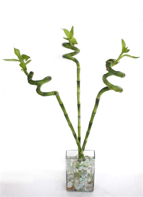 La vraie histoire du Lucky Bamboo Vase vert Deco fleur Vases décoratifs