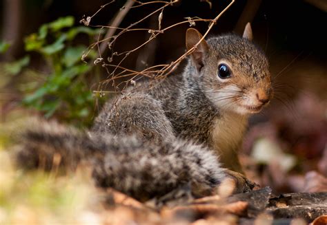 Little Baby Squirrel Wildlife In Photography On