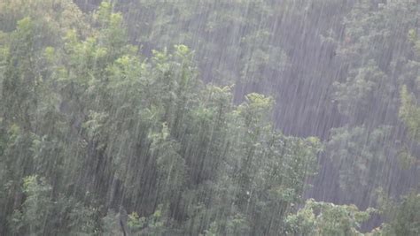 A Heavy Summer Rain Shower On A Tree Stock Footage Video 2723921