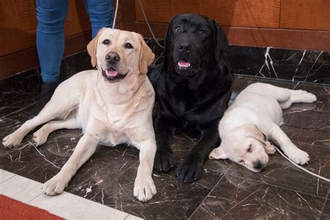 Labrador Retriever Most Popular Us Dog Breed For 28th Year Fox News