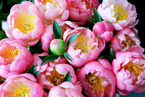 Facts About Flowers Peony Edition Growing Peonies Peony Wallpaper