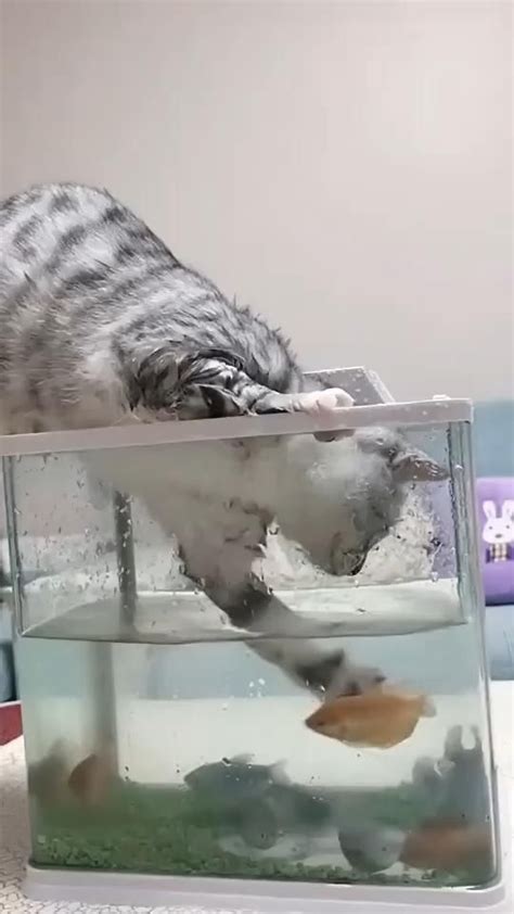 Cat Catching Fish Video In 2020 Funny Animal Videos Pets Cute