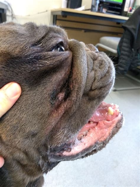 French Bulldog Skin Allergies Causes Symptoms And Treatments