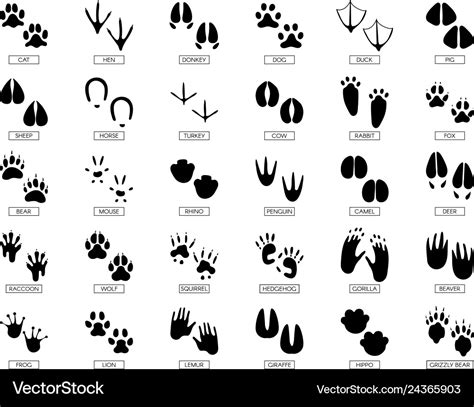 Animals Footprints Animal Feet Silhouette Frog Vector Image
