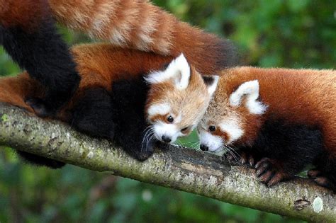 Twin Red Pandas Born At Dublin Zoo Ginger Parrot