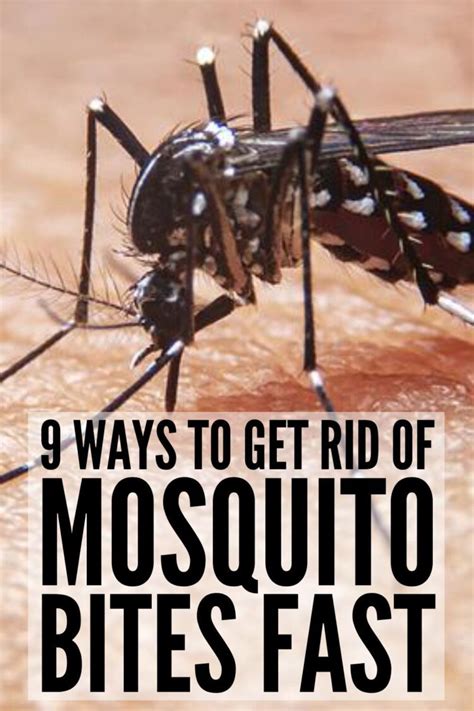 Stop The Itch 9 Natural Mosquito Bite Remedies That Work Images Wallmost