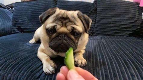 I Love Cucumber What Do Pugs Eat 2021 Pangpang The Pug 2021