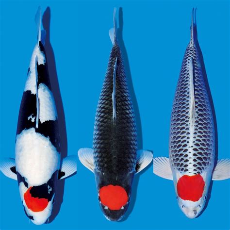 A lot of Tancho! Which Tancho Koi do you prefer? ..👇🏽 COMMENT BELOW 👇🏽#