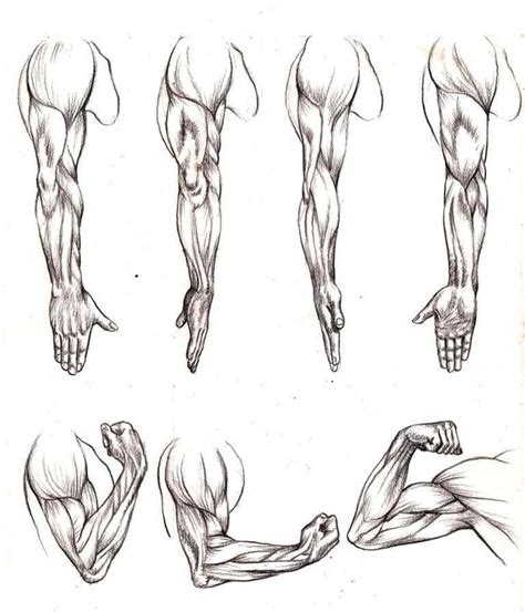 Anatomía Human Anatomy Drawing Human Anatomy Art Anatomy Sketches