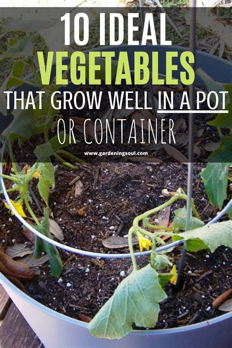 10 Ideal Vegetables That Grow Well In A Pot Or Container