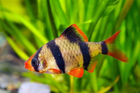 Tiger Barb Breed Profile Care Guide Interesting Facts And More