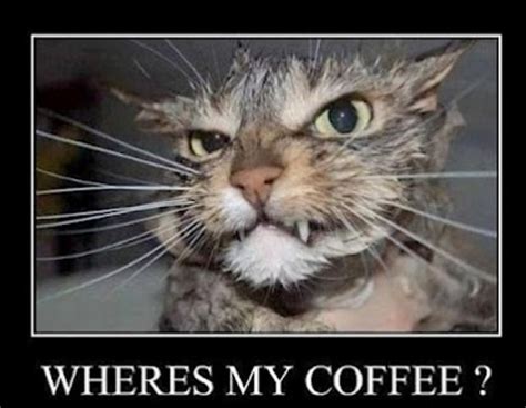 Funnycoffeecat Kpix295 Flickr