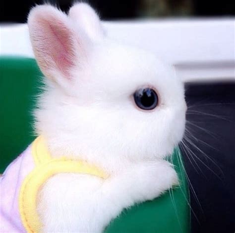 Top 30 Cutest Pictures Of Bunnies Around The World The