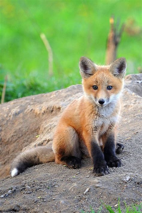 Little Fox Cub 9gag