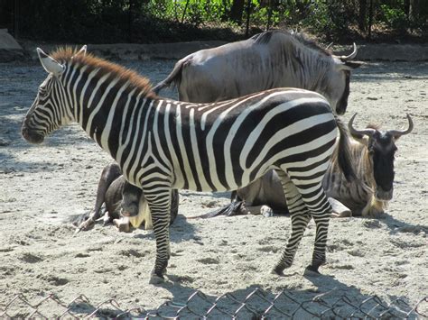 Zebra. Roger Williams Park Zoo. RI. Roger Williams, Zoos, New England