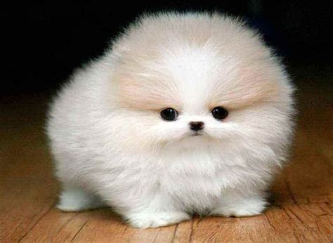 Small Fluffy Dogs Breeds Fluffy Dogs Dog Breeds That Dont Shed