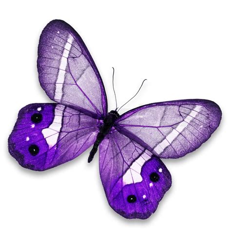 Purple Butterfly Stock Image Colourbox