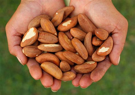 These nuts grow inside a round shell which is similar to coconut in appearance. The Amazing Brazil Nut