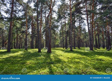 Pine Forest Beautiful Summer Sunny Landscape Stock Image Image Of