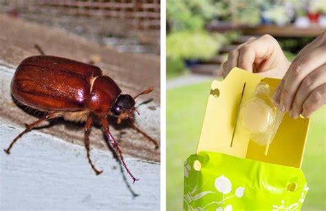 How To Get Rid Of June Bugs Step By Step Guide