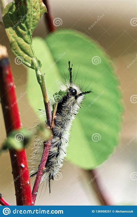 Closeup With Tussock Moth Larvae Caterpillar Stock Photo CartoonDealer Com