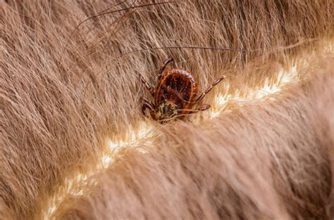 Find Out All About Dog Ticks And How These Parasites Can Affect Your Pet