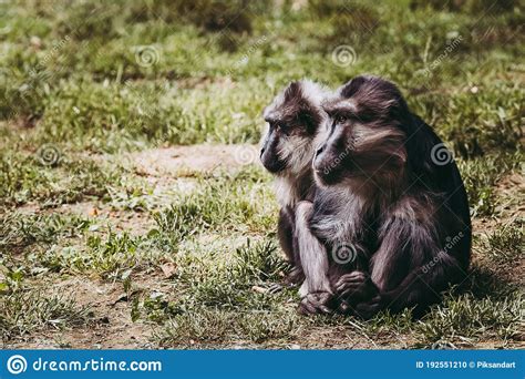 Two Tonkean Macaque Or Tonkeana Macaca Monkeys Sitting Stock Photo
