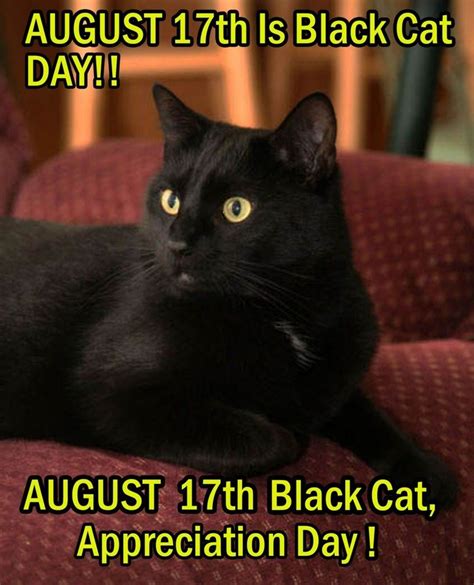 Black Cat Appreciation Day Oh Really And How Do You Plan On