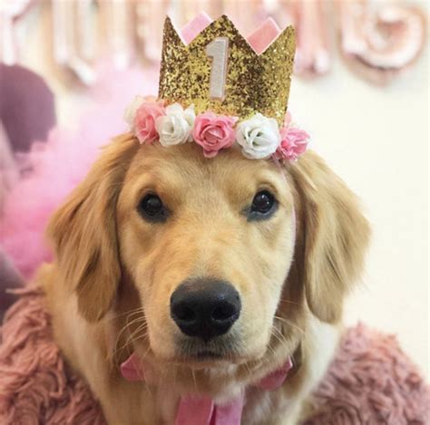 Crown Headband For Small Dog Girl Dog Birthday Crown Etsy