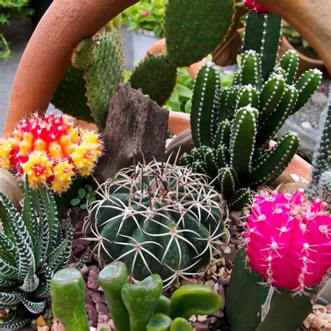 Cacti And Succulents Indoors Mygardenlife