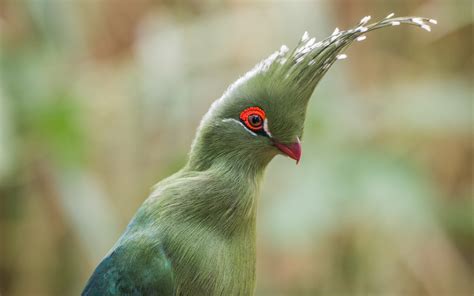 birds macro turaco Wallpapers HD / Desktop and Mobile Backgrounds