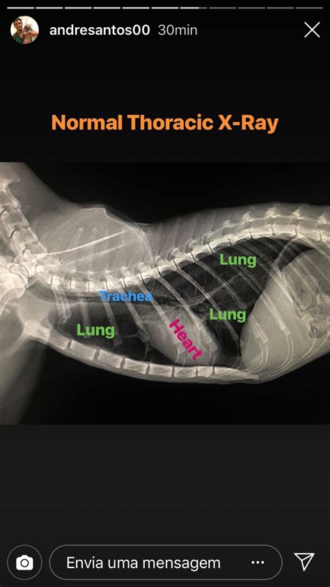 Veterinary Radiology Veterinary Technician Student Veterinary Studies