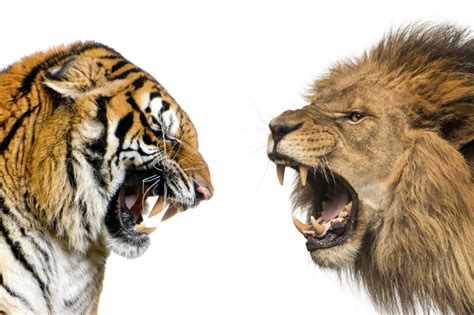 Lion Vs Tiger Who Would Win Bite Force Fighting Styles More