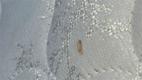 Design 30 Of What Does Bed Bug Shells Look Like