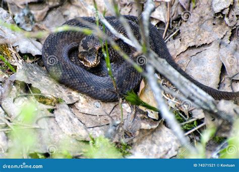 Viper Coiled Stock Image Image Of Berus Forest Poison 74371521