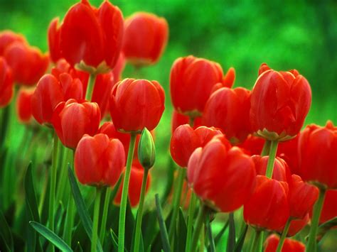 Flowers Wallpapers Red Tulips Flowers Wallpapers