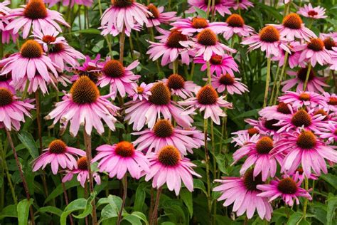 101 Types Of Perennials A To Z Photo Database Flowers Perennials