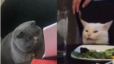 Estos Son Los Mejores Memes Para Celebrar El Día Del Gato Trending México