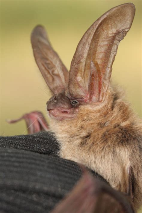 Townsends Big Eared Bat Mammals Of Virginia Maryland And The Carolinas · Biodiversity4all