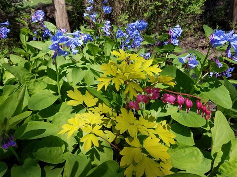 Great Perennials For Shade Virginia Bluebells And Gold Heart Bleeding