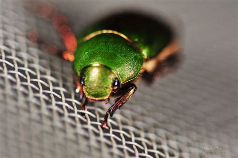 We did not find results for: A Green Bug At My Door's Screen | Good when Viewed large ...