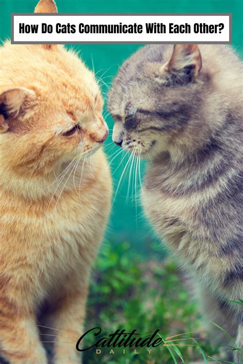 These behaviours communicate with the other dog that they are other dogs who have just met may have more reservations. How Do Cats Communicate With Each Other? in 2020 | Cat ...